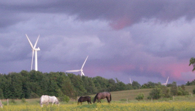 Irish Horses grazing under Northern NY wind turbines